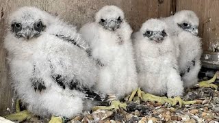 Help Name 4 Falcon Chicks Born Atop Mario M. Cuomo Bridge