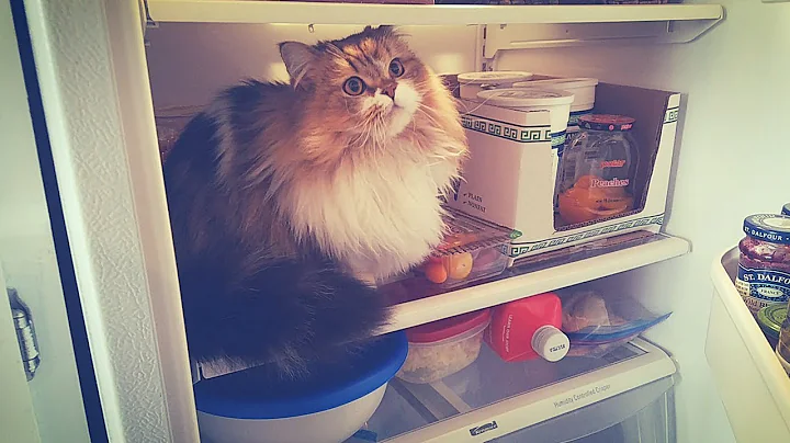 Video 11905821: munchkin cat jumping, cat house