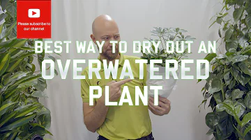 Does banana water help plants?