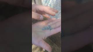 Почистить серебро быстро и бесплатно#Как почистить серебро#