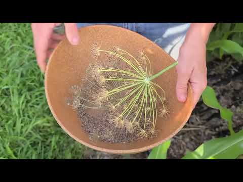 วีดีโอ: Harvesting Dill - วิธีการทำให้แห้ง Dill Weed And Seeds