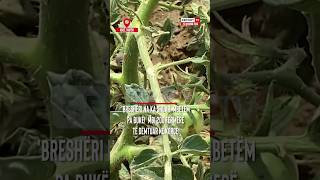 Thumbnail for Mbetëm pa bukë, breshëri na ka shuar! Fermerët në Korçë ngrejnë shqetësimin #fermer #korce