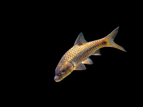 Long Snout Barb (Puntius dorsalis): The Peaceful Beauty of the Native Barb | AravindManoj