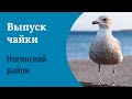 Выпуск чайки в Ногинском районе