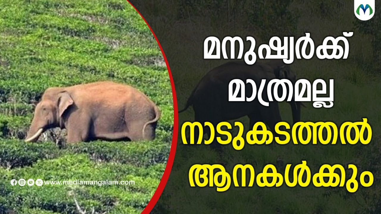 കാടുകടത്തപ്പെട്ട ആനകളുടെ കഥ | Elephant | Arikomban
