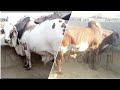 Cow Market Rates || Behns Colony || Kheery janwar