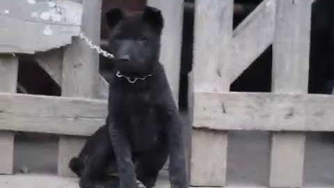 CỘC CÁI ĐEN TUYỀN 68 NGÀY TUỔI, NẶNG GẦN 6 KG (ĐỐM LƯỠI) - CHÓ BẢN MÔNG HOANG DÃ