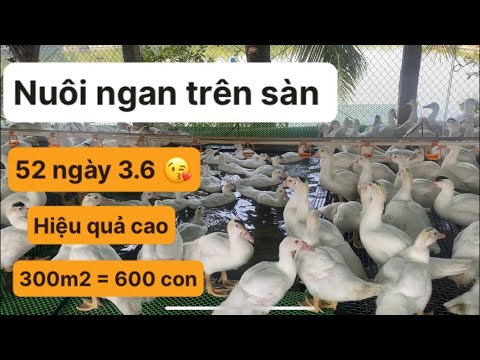 Video Tiếp tục đóng hàng cho khách và thăm quan mô hình nuôi... - youtube