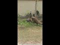 PEACOCK AND ITS BABY/मोर और उसका बच्चा| #shorts #peacock #trending #short #youtubeshorts #viral