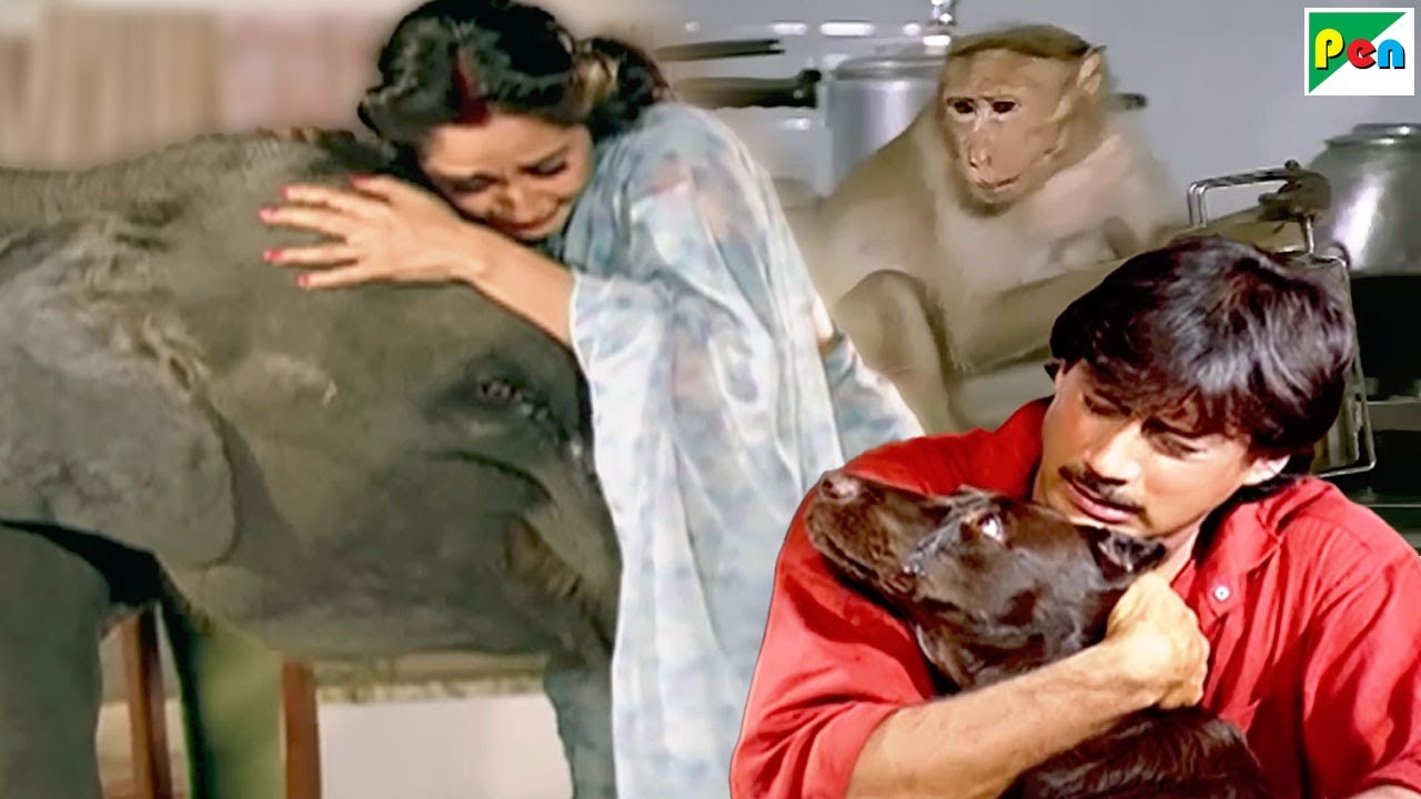 बंदर, हाथी और कुत्ते की धमकदार मूवी Parivaar, Main Tera Dushman, Jawab Hum Denge के बेस्ट सीन्स