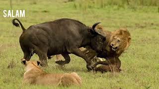 Lion in the case , the hunting of the buffalo . Лев в деле , охота на буйвола, кабана.