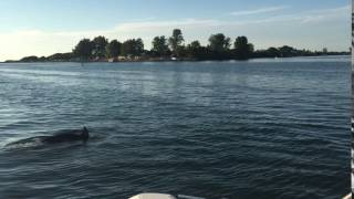 Dolphin in front of our boat near Sarasota, Florida
