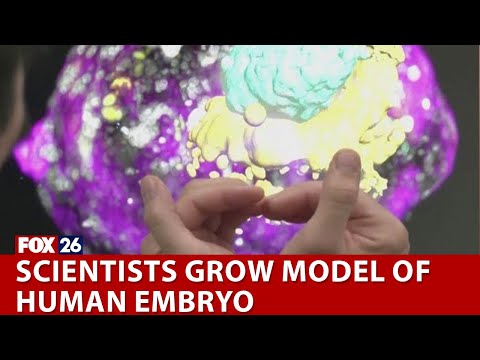 Scientists grow model