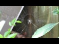 Spider Making Web