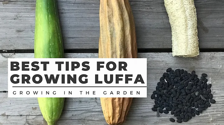 HOW to PLANT and GROW LUFFA (LOOFAH), plus WHEN to HARVEST and HOW to PEEL - DayDayNews