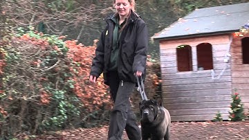 Animal care Level 1 & 2 finished