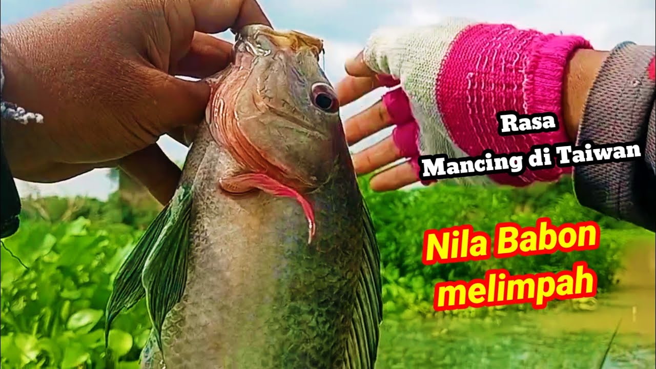 Gak nyangka‼️ nila babon melimpah di spot ini || mancing nyobok || Ranu krikilan Ngoro Mojokerto 