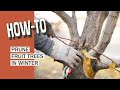 How To Prune Fruit Trees