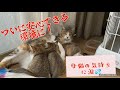 #5 猫親子の絆に涙。遂に安心できる環境が出来た。今後の思い。
