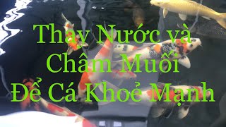 Chia sẻ Cách Thay nước và Châm Muối cho hồ cá Koi khi trời mưa