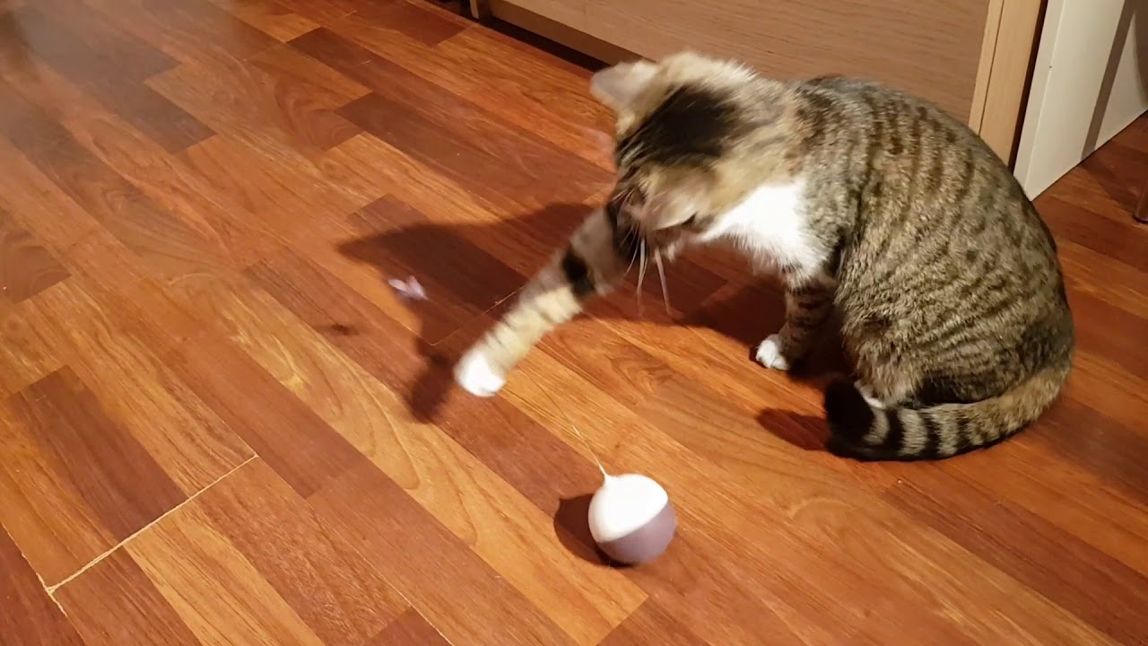 KARLIE Kitty Swing zabawka dla kota