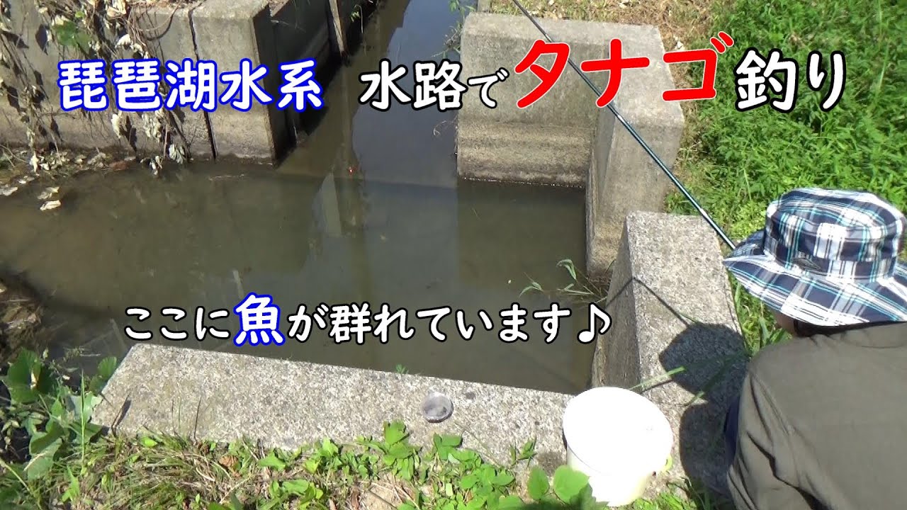 琵琶湖水系、水路でタナゴ釣り～魚が群れている場所を発見♪