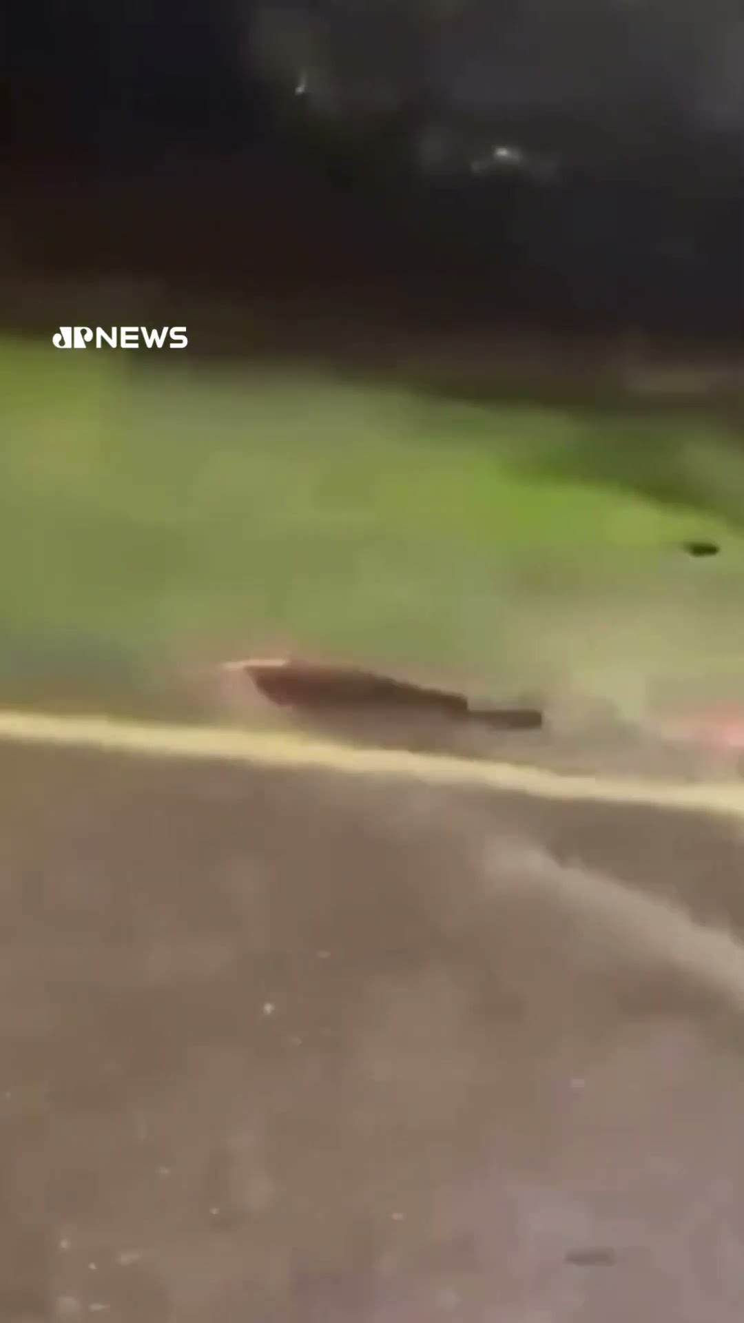 Peixes nadam no asfalto após temporal em Ipatinga, Minas Gerais #shorts