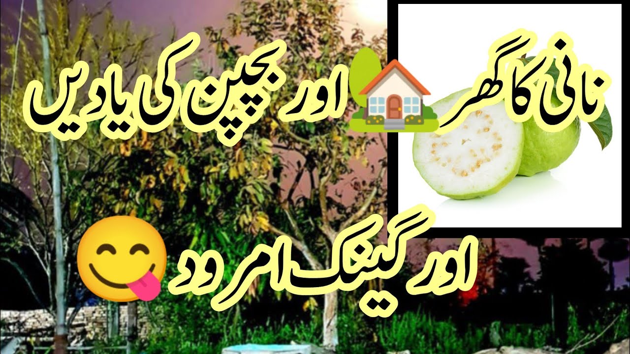 Visit nani home remember childhood days l harvesting organic guavas .