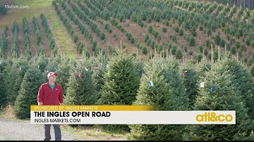 The Ingles Open Road: Boyd Mountain Christmas Tree Farm