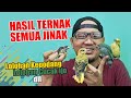 Burungburung hasil ternak siap dilepas di halaman rumah biar kaya jaguar sn1per versi ibukota