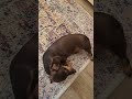 dachshund busy day #dachshund #doxie #dogshorts
