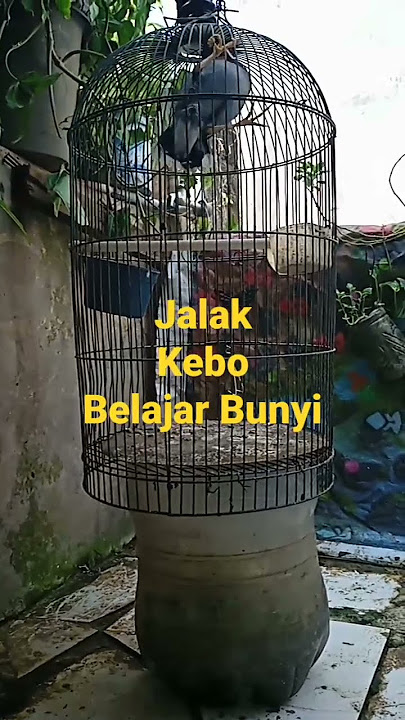 Jalak kebo Belajar Bunyi @DJEtoy
