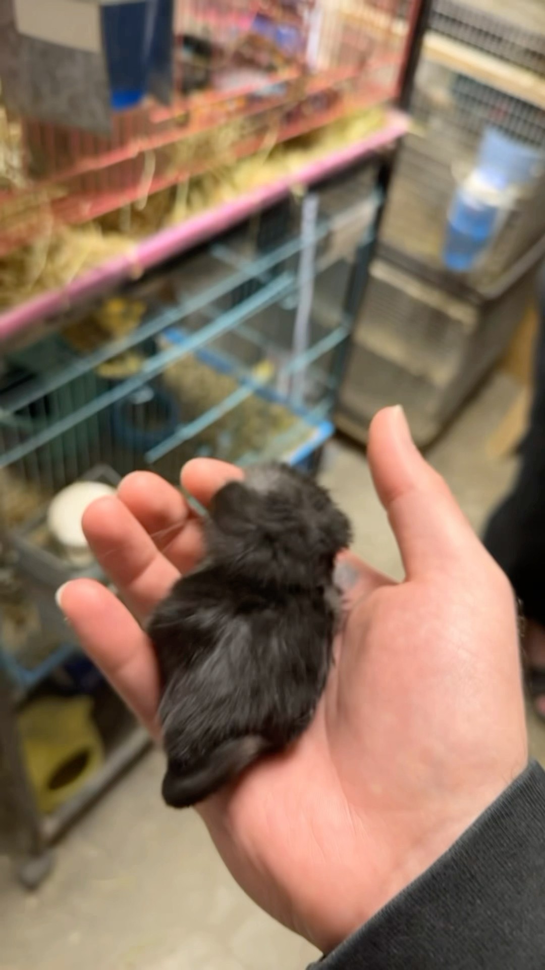 MicroChinchilla ?