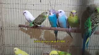 info!!! Stok dan harga burung terbaru Selasa 30 April 2024. Malik jaya Sepatan