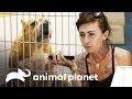 ¿Perra es abandonada por familia que la adoptó? | Pit bulls y convictos | Animal Planet