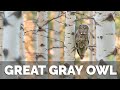 One Nice Photo of a Great Gray Owl - Wildlife Photography in the Tetons