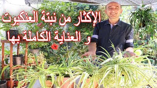 اكثار نبتة العنكبوت و العناية الكاملة بها