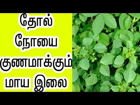 தோல்-நோயை-குணமாக்கும்-மாயா-இலை-|-thol-noi-nattu-maruthuvam-in-tamil