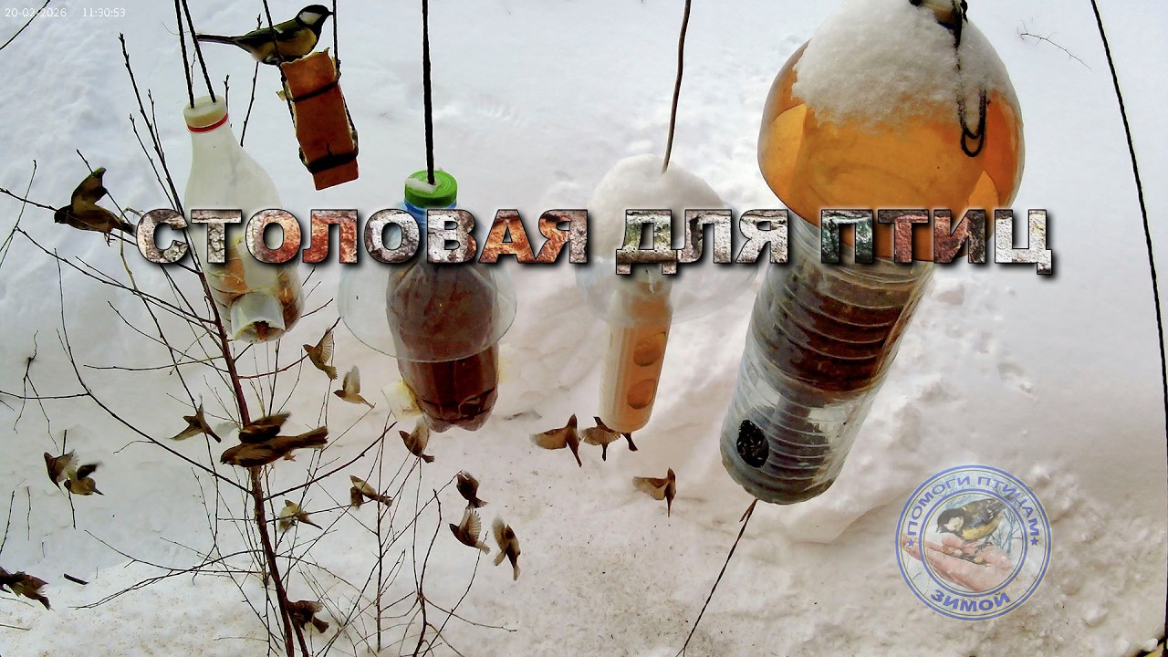 Кормушка для птиц 20 февраля 2026 года (12)