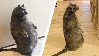 Chubby Cat Who Loves to Stand Like a Human on a DIET: Before and After! by Pawsome Tales 1,206 views 4 weeks ago 2 minutes, 53 seconds