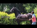 Dev roop marwari horse from dev stud farm 