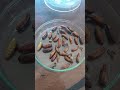 Insect Pupa #shortsvideo #youtubeshort #insects