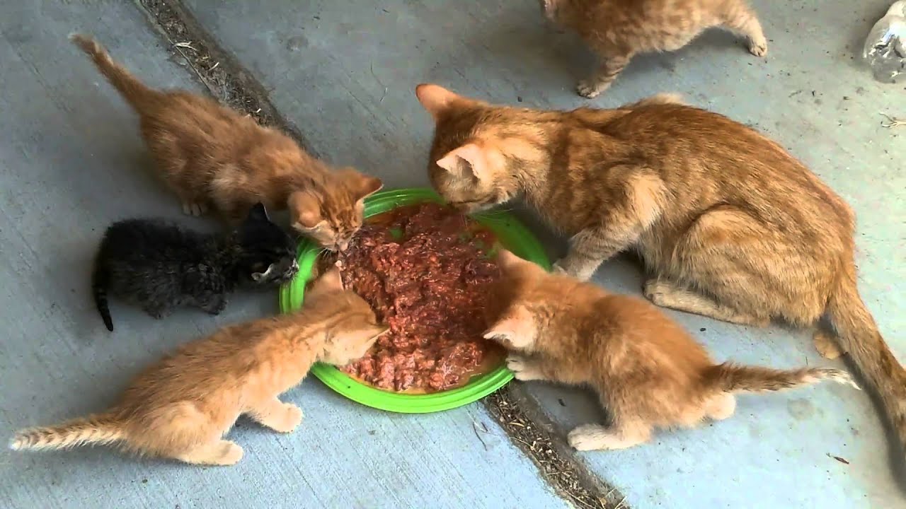 Ginger Kitties Four.