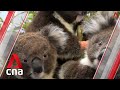 Australia bushfires: Koala victims start to return home