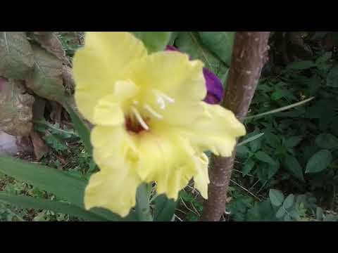 Video: Gladiolus Muriel: Descrierea Acidanterei în Două Culori (bicolor), Plantare și îngrijire în Câmp Deschis, Metode De Reproducere