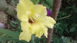 Gladiole - Ingrijire Si Inmultire