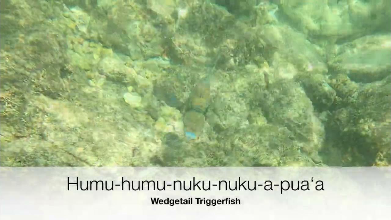 Humu Humu Nuku Nuku Apua A Song Wedgetail Triggerfish (Humu-humu-nuku-nuku-a-puaʻa) - YouTube