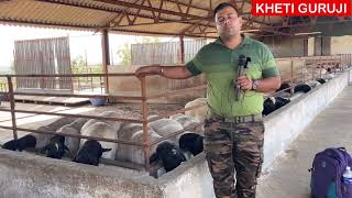 sheep farming part 2/indian Farming/indian farmer s.