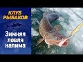 Рыбалка. Зимняя ловля налима