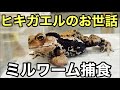 ヒキガエルの餌やりとメンテナンス体重測定 爬虫類 両生類 ミルワーム捕食 ヒキガエルの餌やりとメンテナンス体重測定 爬虫類 両生類 ミルワーム捕食